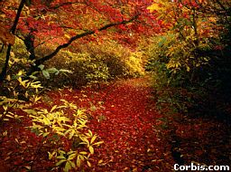 autumnfoliageashton.jpg